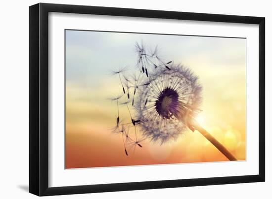 Dandelion Silhouette Against Sunset-Brian Jackson-Framed Photographic Print