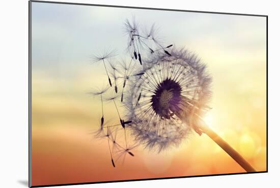 Dandelion Silhouette Against Sunset-Brian Jackson-Mounted Photographic Print