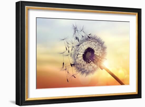 Dandelion Silhouette Against Sunset-Brian Jackson-Framed Photographic Print