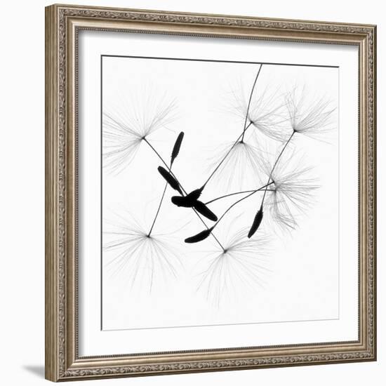 Dandelion Spores on White-Robert Cattan-Framed Photographic Print