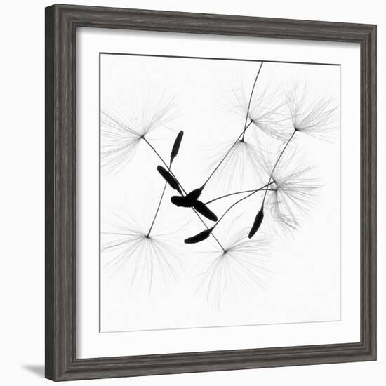 Dandelion Spores on White-Robert Cattan-Framed Photographic Print