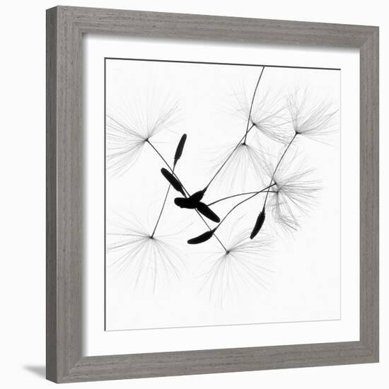 Dandelion Spores on White-Robert Cattan-Framed Photographic Print