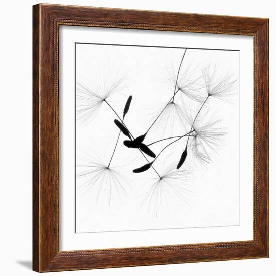 Dandelion Spores on White-Robert Cattan-Framed Photographic Print