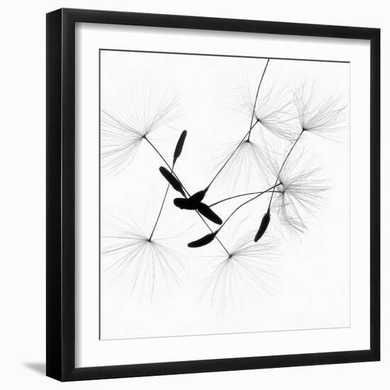 Dandelion Spores on White-Robert Cattan-Framed Photographic Print