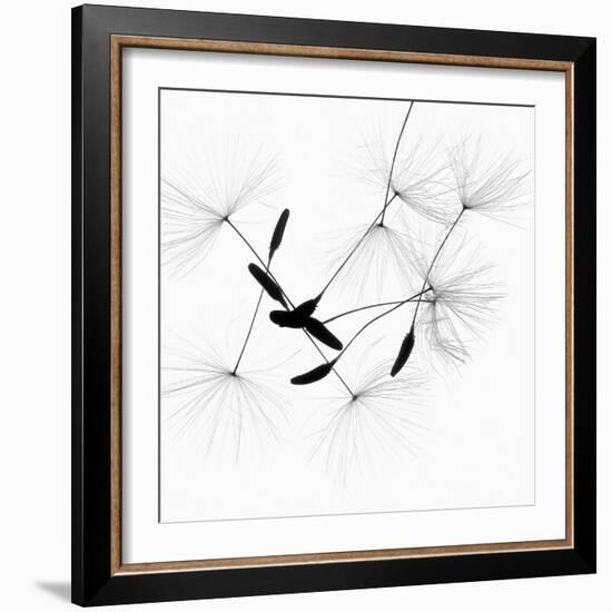Dandelion Spores on White-Robert Cattan-Framed Photographic Print