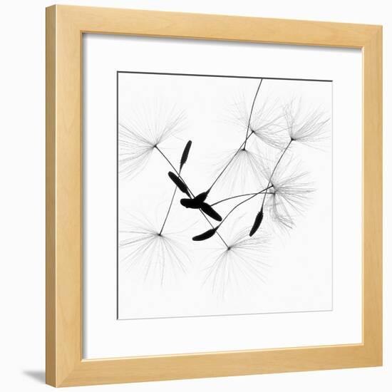 Dandelion Spores on White-Robert Cattan-Framed Photographic Print