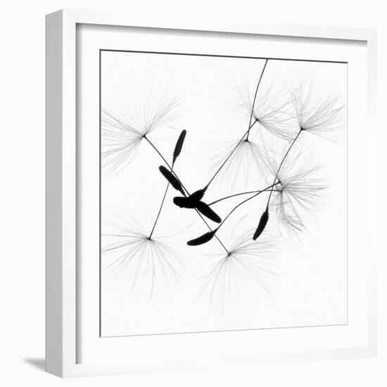 Dandelion Spores on White-Robert Cattan-Framed Photographic Print