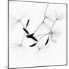 Dandelion Spores on White-Robert Cattan-Mounted Photographic Print