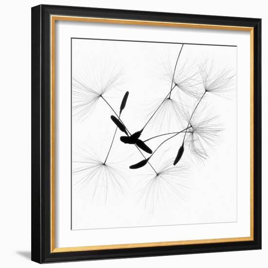 Dandelion Spores on White-Robert Cattan-Framed Photographic Print