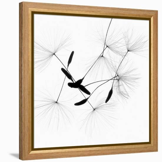 Dandelion Spores on White-Robert Cattan-Framed Premier Image Canvas