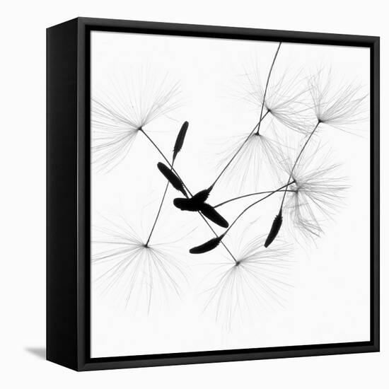 Dandelion Spores on White-Robert Cattan-Framed Premier Image Canvas