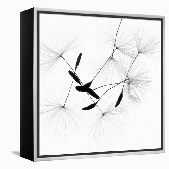 Dandelion Spores on White-Robert Cattan-Framed Premier Image Canvas