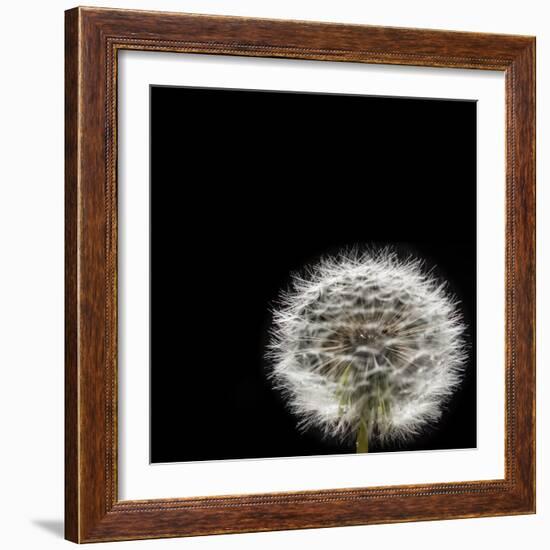 Dandelion Square-Steve Gadomski-Framed Photographic Print