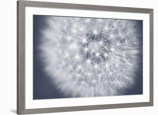 Dandelion Still-Andreas Stridsberg-Framed Giclee Print