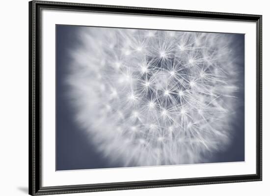 Dandelion Still-Andreas Stridsberg-Framed Giclee Print