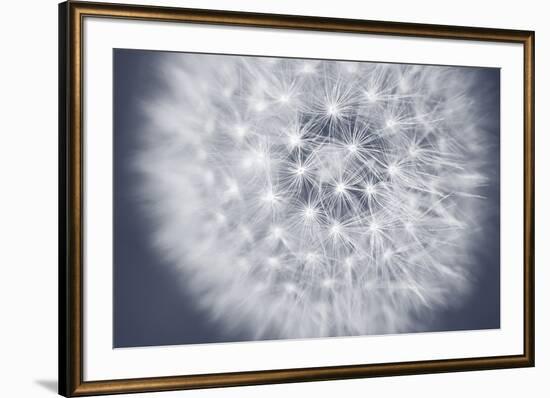 Dandelion Still-Andreas Stridsberg-Framed Giclee Print