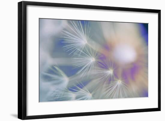 Dandelion, Taraxacum, Blowball, Close-Up-Alfons Rumberger-Framed Photographic Print