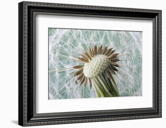 Dandelion (Taraxacum Officinale) Seed Head, Close, Norfolk, England, UK, May-Ernie Janes-Framed Photographic Print