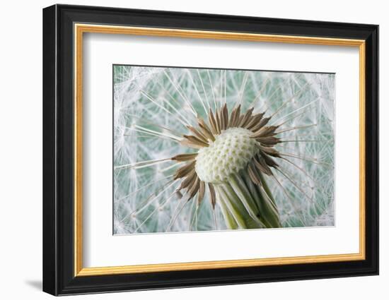 Dandelion (Taraxacum Officinale) Seed Head, Close, Norfolk, England, UK, May-Ernie Janes-Framed Photographic Print