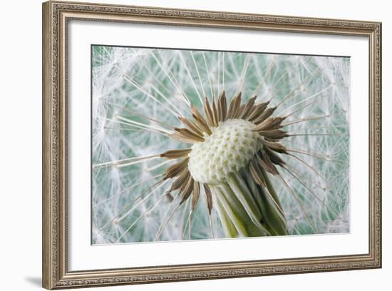 Dandelion (Taraxacum Officinale) Seed Head, Close, Norfolk, England, UK, May-Ernie Janes-Framed Photographic Print