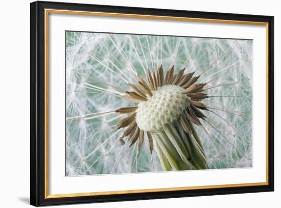 Dandelion (Taraxacum Officinale) Seed Head, Close, Norfolk, England, UK, May-Ernie Janes-Framed Photographic Print