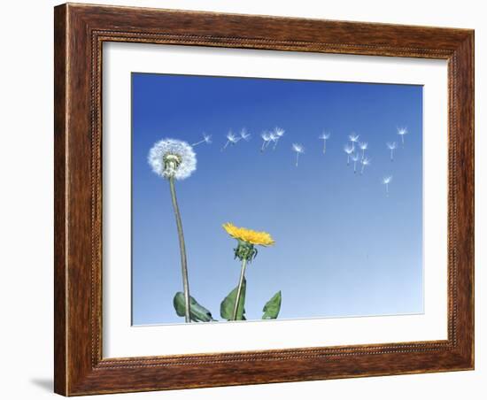 Dandelion (Taraxacum Officinale) Seeds Blowing in the Air-null-Framed Photographic Print