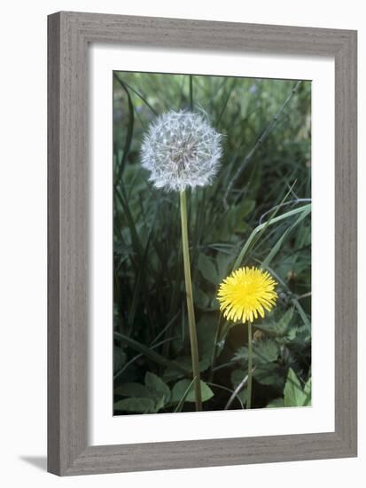 Dandelion (Taraxacum Officinale)-Maxine Adcock-Framed Photographic Print