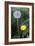 Dandelion (Taraxacum Officinale)-Maxine Adcock-Framed Photographic Print