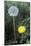 Dandelion (Taraxacum Officinale)-Maxine Adcock-Mounted Photographic Print