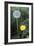 Dandelion (Taraxacum Officinale)-Maxine Adcock-Framed Photographic Print