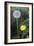 Dandelion (Taraxacum Officinale)-Maxine Adcock-Framed Photographic Print