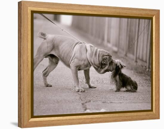 Dandelion the Chinese Shar Pei and Twiglet the Yorkshire Terrier, November 1981-null-Framed Premier Image Canvas