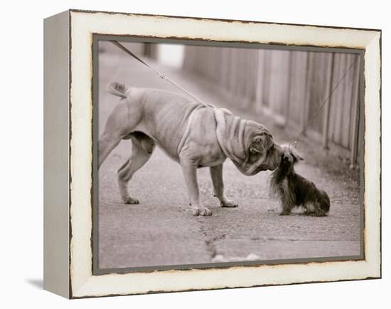 Dandelion the Chinese Shar Pei and Twiglet the Yorkshire Terrier, November 1981-null-Framed Premier Image Canvas