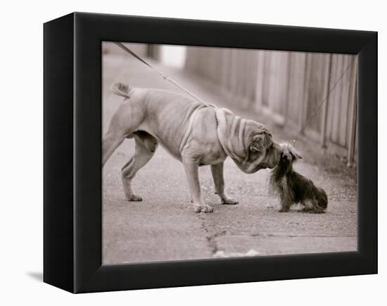 Dandelion the Chinese Shar Pei and Twiglet the Yorkshire Terrier, November 1981-null-Framed Premier Image Canvas