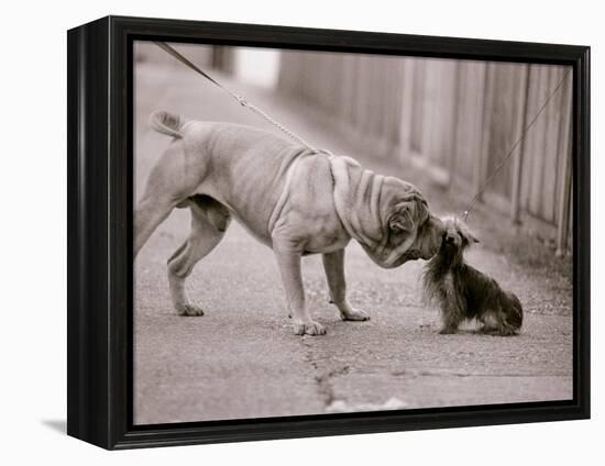 Dandelion the Chinese Shar Pei and Twiglet the Yorkshire Terrier, November 1981-null-Framed Premier Image Canvas