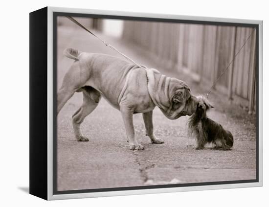 Dandelion the Chinese Shar Pei and Twiglet the Yorkshire Terrier, November 1981-null-Framed Premier Image Canvas