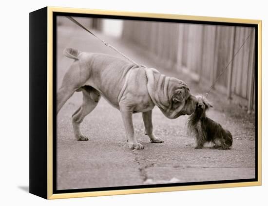 Dandelion the Chinese Shar Pei and Twiglet the Yorkshire Terrier, November 1981-null-Framed Premier Image Canvas