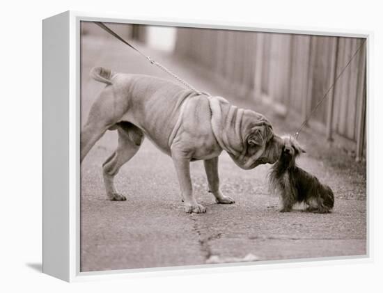 Dandelion the Chinese Shar Pei and Twiglet the Yorkshire Terrier, November 1981-null-Framed Premier Image Canvas