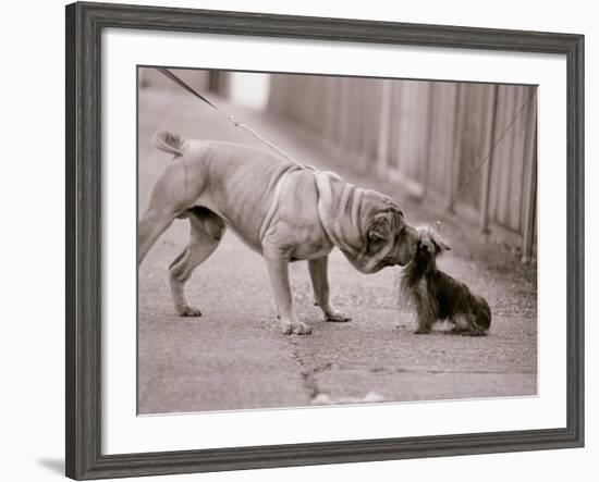 Dandelion the Chinese Shar Pei and Twiglet the Yorkshire Terrier, November 1981-null-Framed Photographic Print