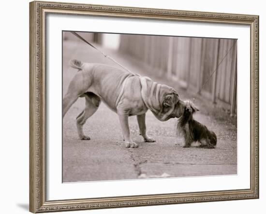 Dandelion the Chinese Shar Pei and Twiglet the Yorkshire Terrier, November 1981-null-Framed Photographic Print