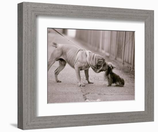 Dandelion the Chinese Shar Pei and Twiglet the Yorkshire Terrier, November 1981-null-Framed Photographic Print