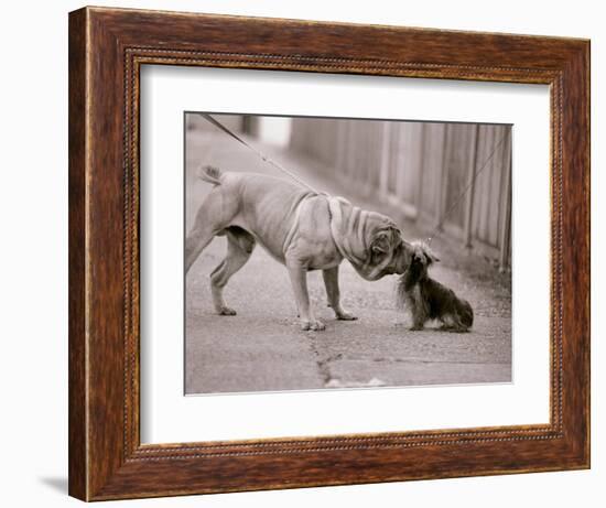 Dandelion the Chinese Shar Pei and Twiglet the Yorkshire Terrier, November 1981-null-Framed Photographic Print