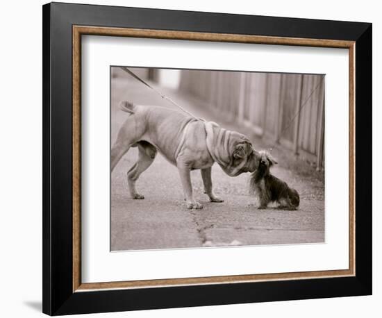 Dandelion the Chinese Shar Pei and Twiglet the Yorkshire Terrier, November 1981-null-Framed Photographic Print