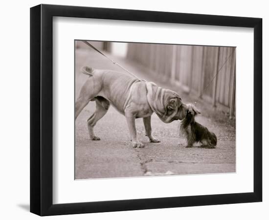 Dandelion the Chinese Shar Pei and Twiglet the Yorkshire Terrier, November 1981-null-Framed Photographic Print