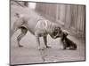 Dandelion the Chinese Shar Pei and Twiglet the Yorkshire Terrier, November 1981-null-Mounted Photographic Print