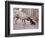 Dandelion the Chinese Shar Pei and Twiglet the Yorkshire Terrier, November 1981-null-Framed Photographic Print
