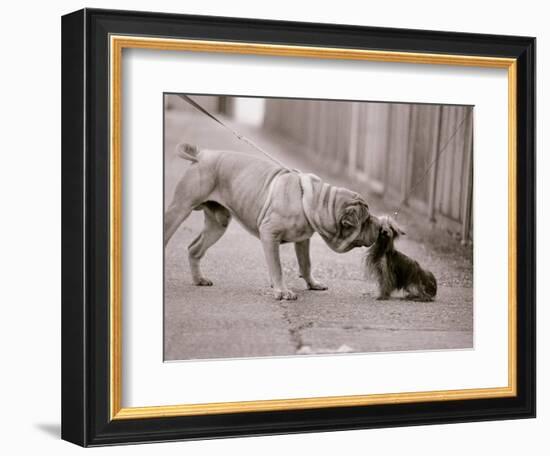 Dandelion the Chinese Shar Pei and Twiglet the Yorkshire Terrier, November 1981-null-Framed Photographic Print