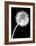 Dandelion Tilt-Jenny Kraft-Framed Art Print