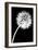 Dandelion Tilt-Jenny Kraft-Framed Art Print