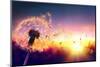 Dandelion to Sunset - Freedom to Wish-Romolo Tavani-Mounted Photographic Print